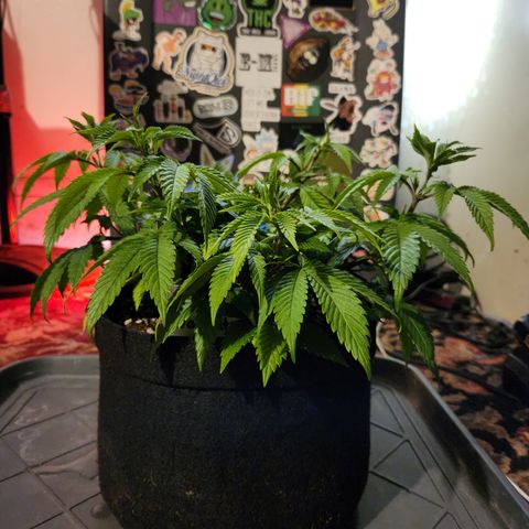 Pauly Walnuts  growlog timeline photo