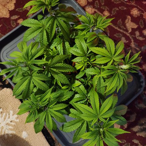 Pauly Walnuts  growlog timeline photo