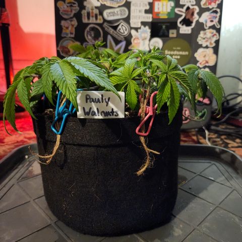 Pauly Walnuts  growlog timeline photo