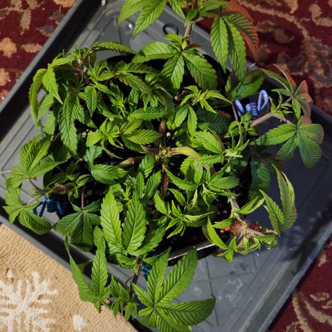 Pauly Walnuts  growlog timeline photo