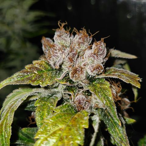 GDB F2 auto growlog timeline photo