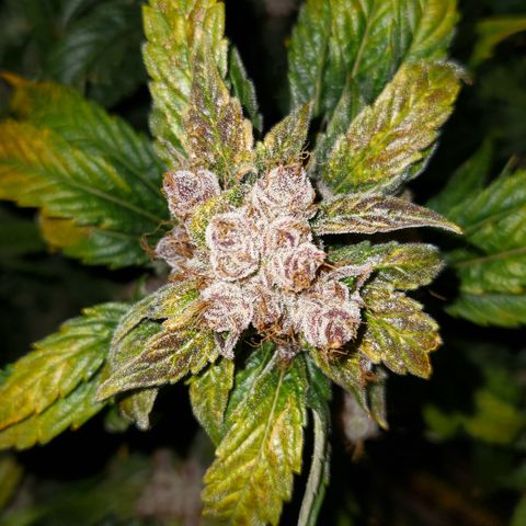 GDB F2 auto growlog timeline photo