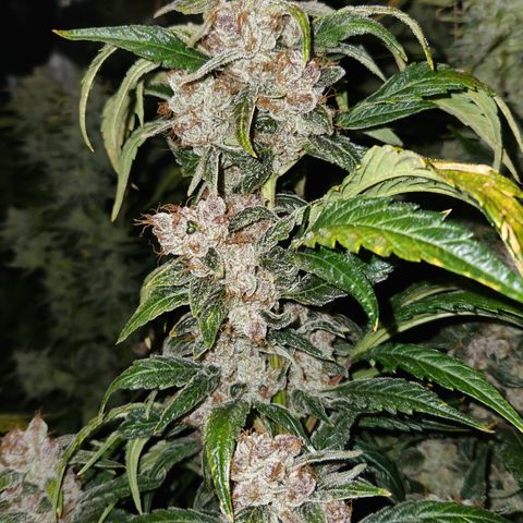 GDB F2 auto growlog timeline photo