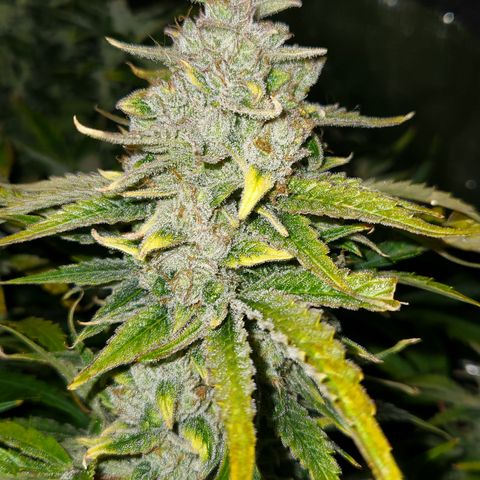 White Crack × Marathon OG auto growlog timeline photo