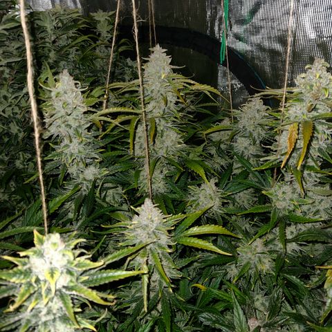 White Crack × Marathon OG auto growlog timeline photo