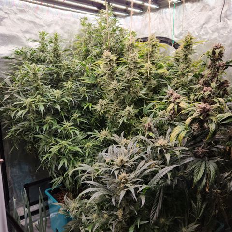 Gorilla Glue auto growlog timeline photo