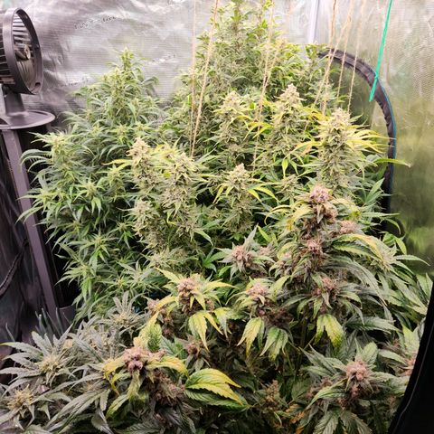 Gorilla Glue auto growlog timeline photo