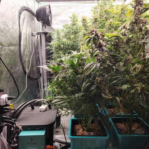 Gorilla Glue auto growlog timeline photo