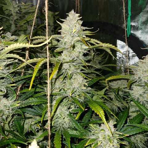White Crack × Marathon OG auto growlog timeline photo