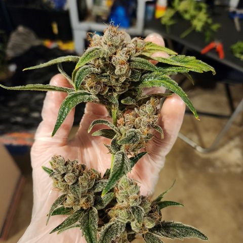 GDB F2 auto growlog timeline photo
