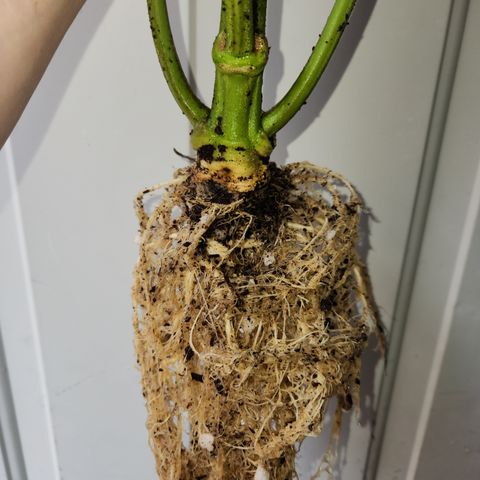 GDB F2 auto growlog timeline photo
