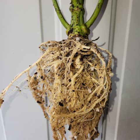 GDB F2 auto growlog timeline photo