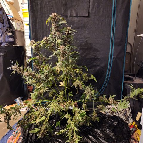 GDB F2 auto growlog timeline photo