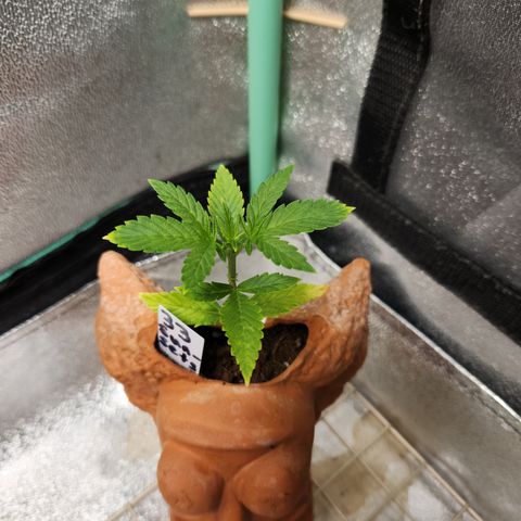 33 Sunsets auto growlog timeline photo
