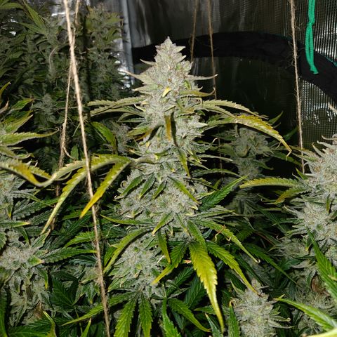 White Crack × Marathon OG auto growlog timeline photo