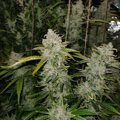 White Crack × Marathon OG auto growlog timeline photo