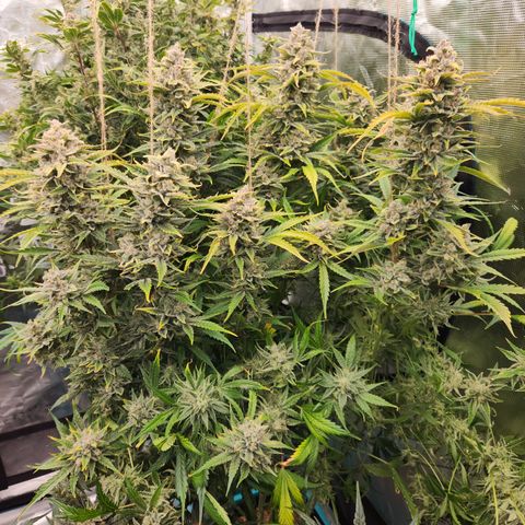 White Crack × Marathon OG auto growlog timeline photo