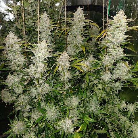 White Crack × Marathon OG auto growlog timeline photo
