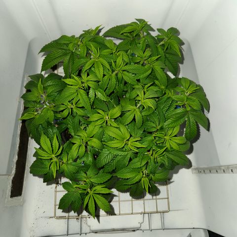 Pauly Walnuts  growlog timeline photo