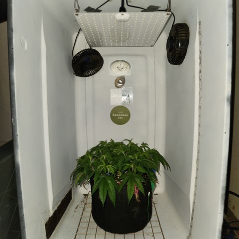 Pauly Walnuts  growlog timeline photo