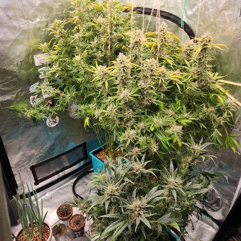 Gorilla Glue auto growlog timeline photo
