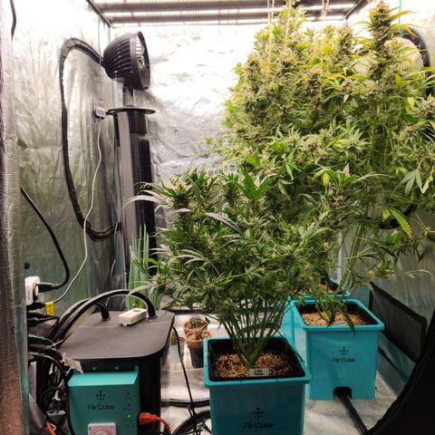Gorilla Glue auto growlog timeline photo