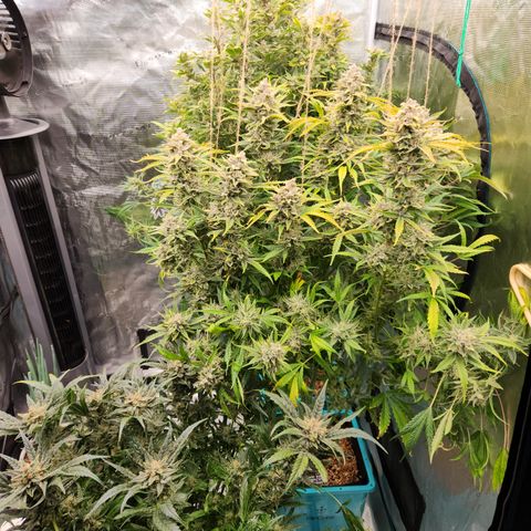 Gorilla Glue auto growlog timeline photo