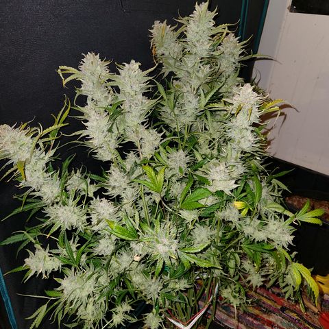 White Crack × Marathon OG auto growlog timeline photo