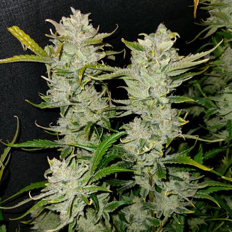 White Crack × Marathon OG auto growlog timeline photo