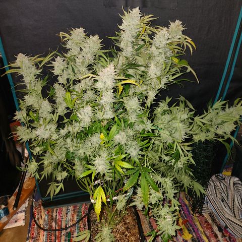 White Crack × Marathon OG auto growlog timeline photo