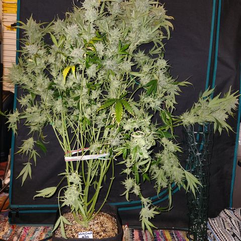 White Crack × Marathon OG auto growlog timeline photo
