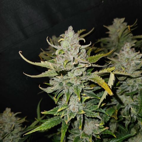 White Crack × Marathon OG auto growlog timeline photo