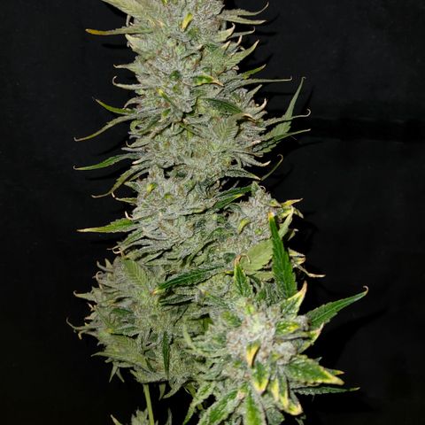 White Crack × Marathon OG auto growlog timeline photo