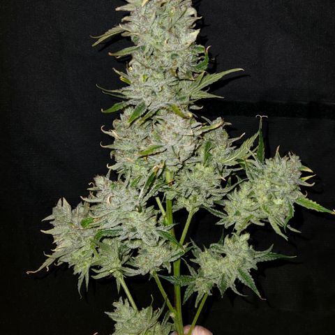 White Crack × Marathon OG auto growlog timeline photo