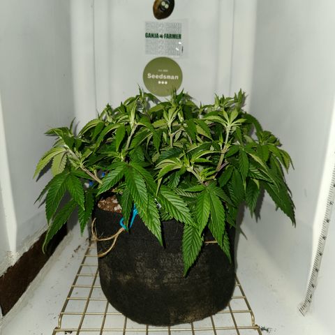 Pauly Walnuts  growlog timeline photo