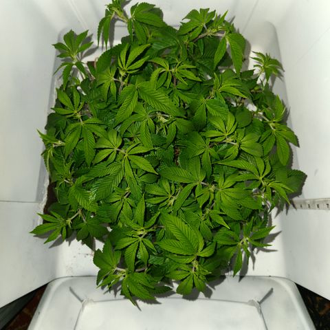 Pauly Walnuts  growlog timeline photo