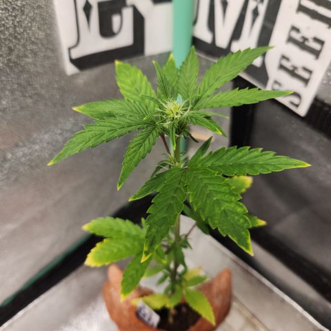33 Sunsets auto growlog timeline photo