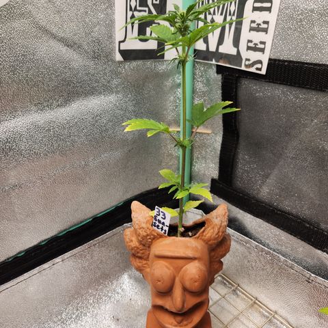 33 Sunsets auto growlog timeline photo