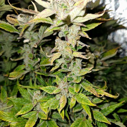 Gorilla Glue auto growlog timeline photo