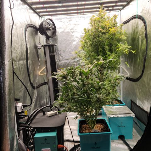 Gorilla Glue auto growlog timeline photo