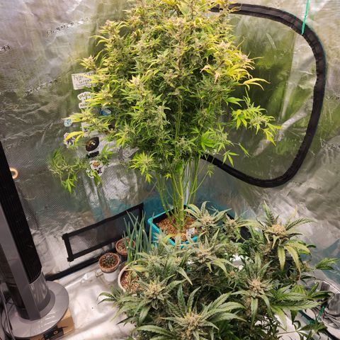 Gorilla Glue auto growlog timeline photo