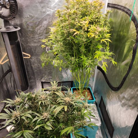 Gorilla Glue auto growlog timeline photo