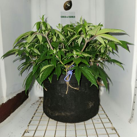 Pauly Walnuts  growlog timeline photo