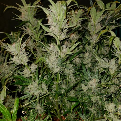 LPC auto tester growlog timeline photo