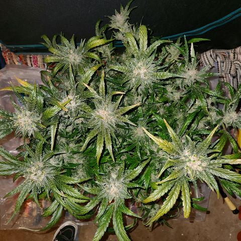 LPC auto tester growlog timeline photo