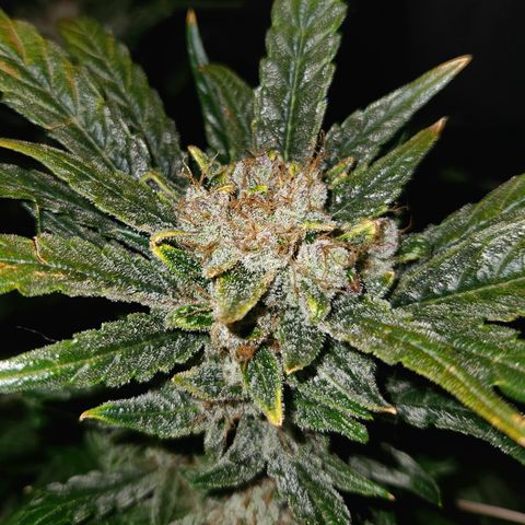 LPC auto tester growlog timeline photo