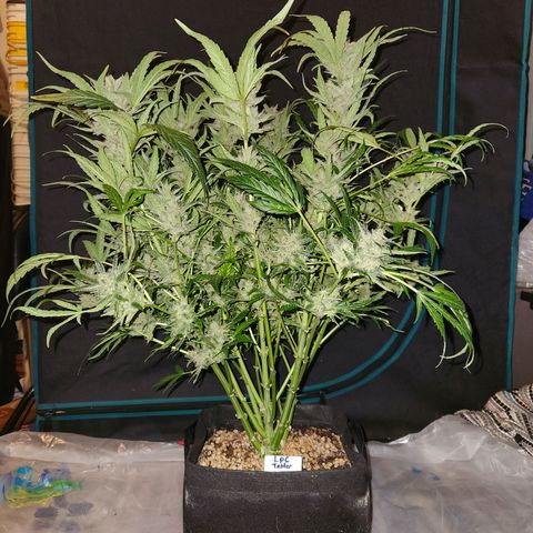 LPC auto tester growlog timeline photo