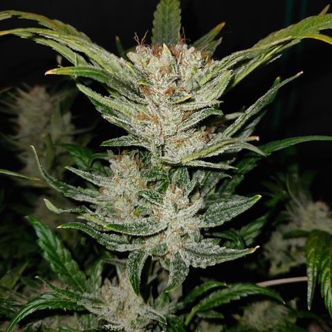 LPC auto tester growlog timeline photo