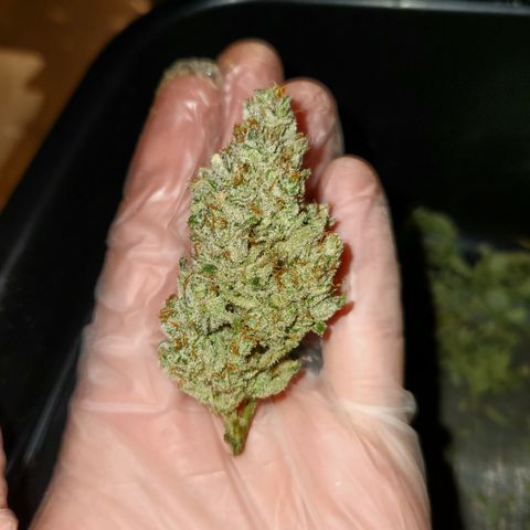 White Crack × Marathon OG auto growlog timeline photo