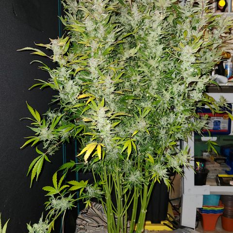 Gorilla Glue auto growlog timeline photo